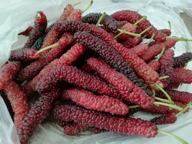 桑葚果