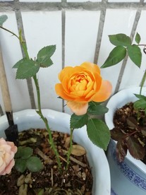 橙色玖瑰花