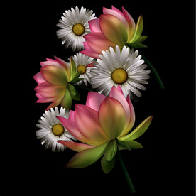 野菊花小雏菊Daisy鲜花花朵