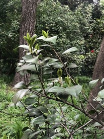 茶树