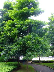 尖叶杜英