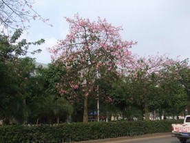美丽异木棉