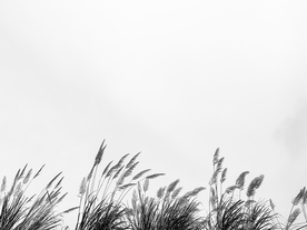 野草
