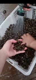洗螺