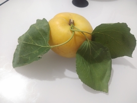 黄杏 带叶子的杏