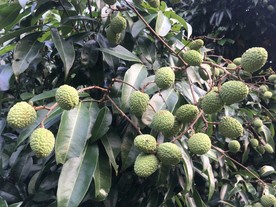 青荔枝