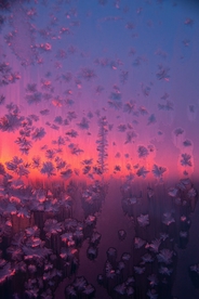 手绘抽象插画紫色花