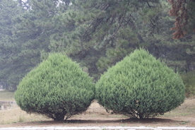 清西陵针叶松