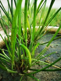 荸荠