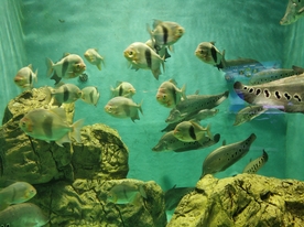 水族馆