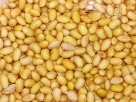 黄豆毛豆五谷杂粮图片