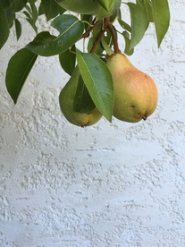 梨子鸭梨贡梨香蕉梨图片