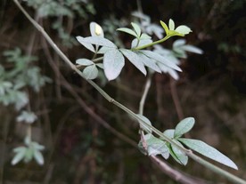 绿意