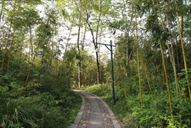 竹林小路