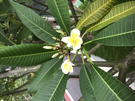 鸡蛋树