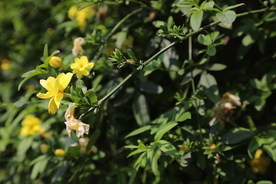 探春花