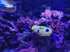 水族馆