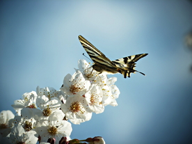 蝴蝶蝶恋花唯美图片