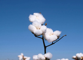 棉花
