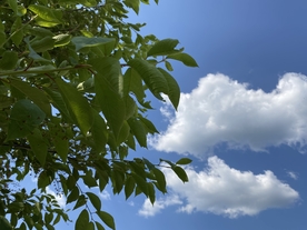 树与天空
