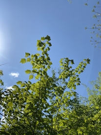 树与天空