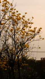 树枝上盛开的花