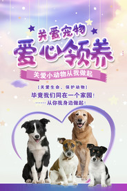 爱心领养
