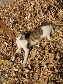猫咪