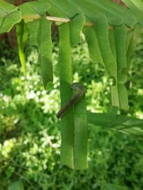 叶子上的小胖子