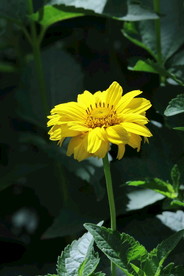 日光菊