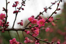 粉红色的梅花花朵花枝