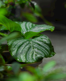 雨中树叶