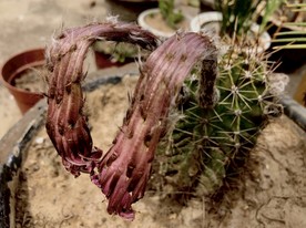 枯萎的沙漠之花