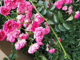 月季花达芬奇