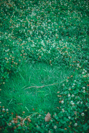 花草 花地 草丛