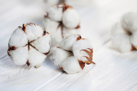 棉花