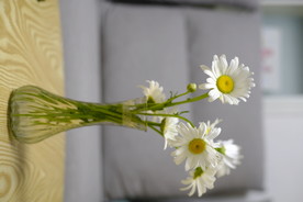 洋甘菊