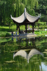 荷塘风景