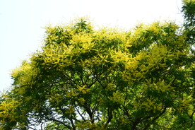 栾树花