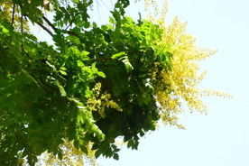 栾树花