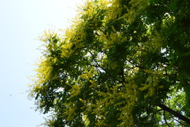 栾树花