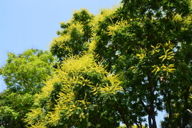 栾树花