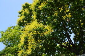 栾树花