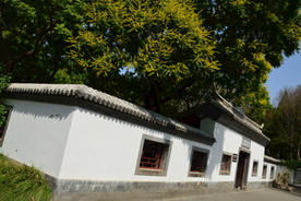 栾树花