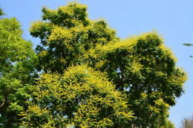 栾树花
