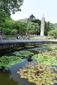 荷塘风景