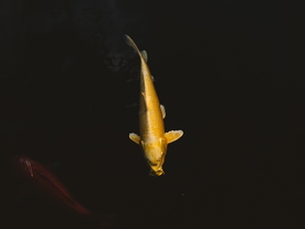 锦鲤