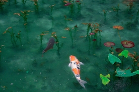 锦鲤
