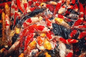 锦鲤