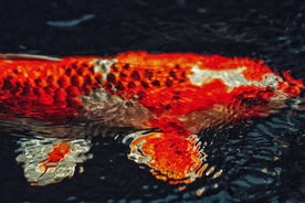锦鲤